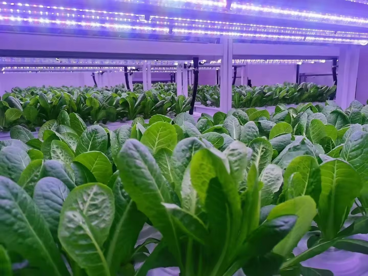 f Greenhouse Agricultural Equi – обзор и цена Agriculture Farming System