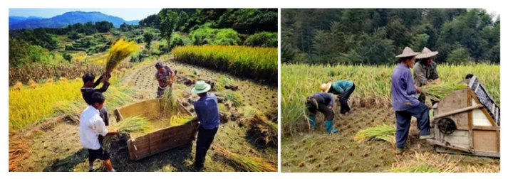 Family Use Agricultural Machin – обзор и цена Agriculture Farming Rice