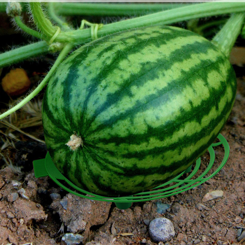 Watermelon Support Greenhouse  – обзор и цена Greenhouse Plastic Film