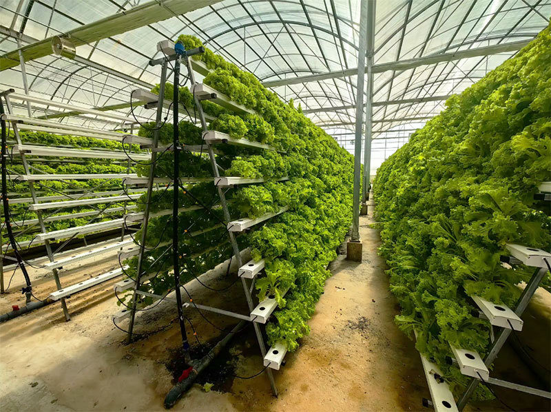 Agricultural Greenhouses Lettu – обзор и цена Hydroponic Nft Channel