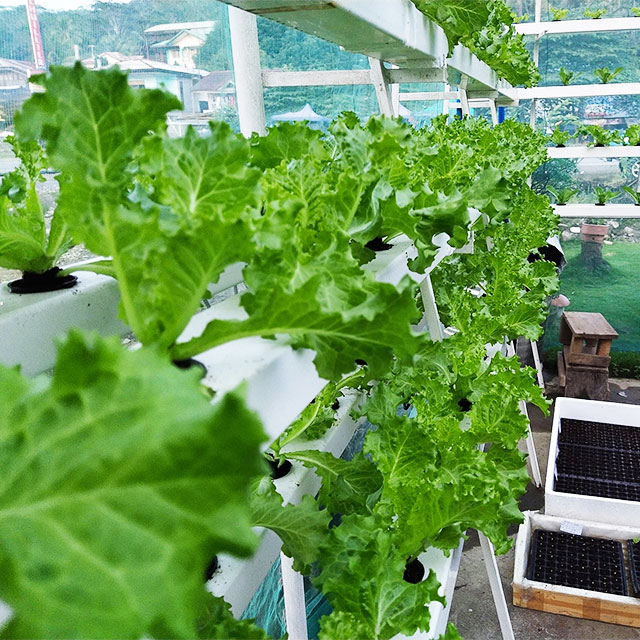 Agricultural Greenhouses Lettu – обзор и цена Hydroponic Nft Channel